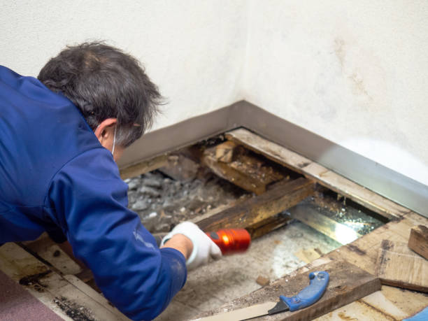 Best Water Damage Restoration  in Serenada, TX