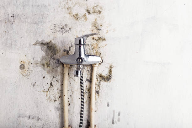 Best Emergency Mold Removal  in Serenada, TX