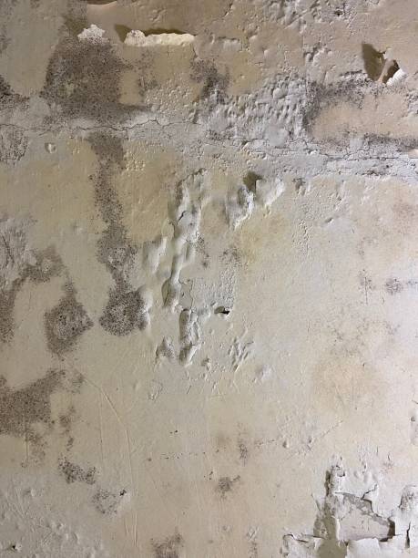 Best Mold Removal Near Me  in Serenada, TX