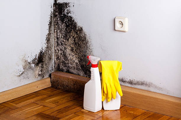 Best Local Mold Removal Service  in Serenada, TX