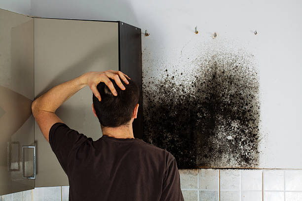 Mold Testing and Removal in Serenada, TX