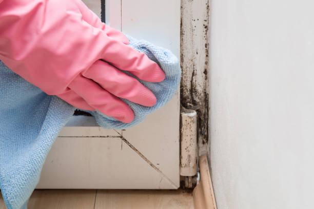 Best Toxic Mold Removal  in Serenada, TX