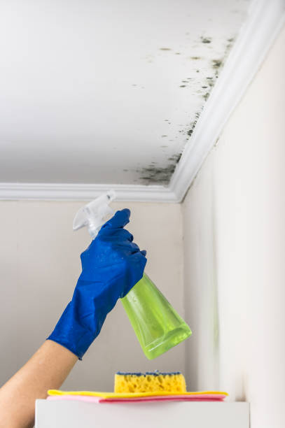Best Toxic Mold Removal  in Serenada, TX