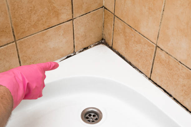 Best Mold Removal Company Near Me  in Serenada, TX