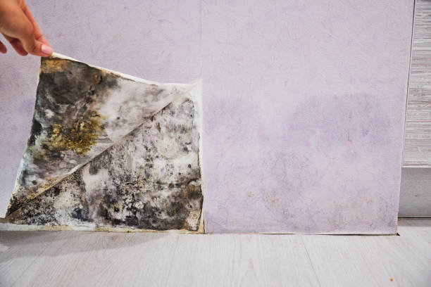 Best Mold Removal Process  in Serenada, TX